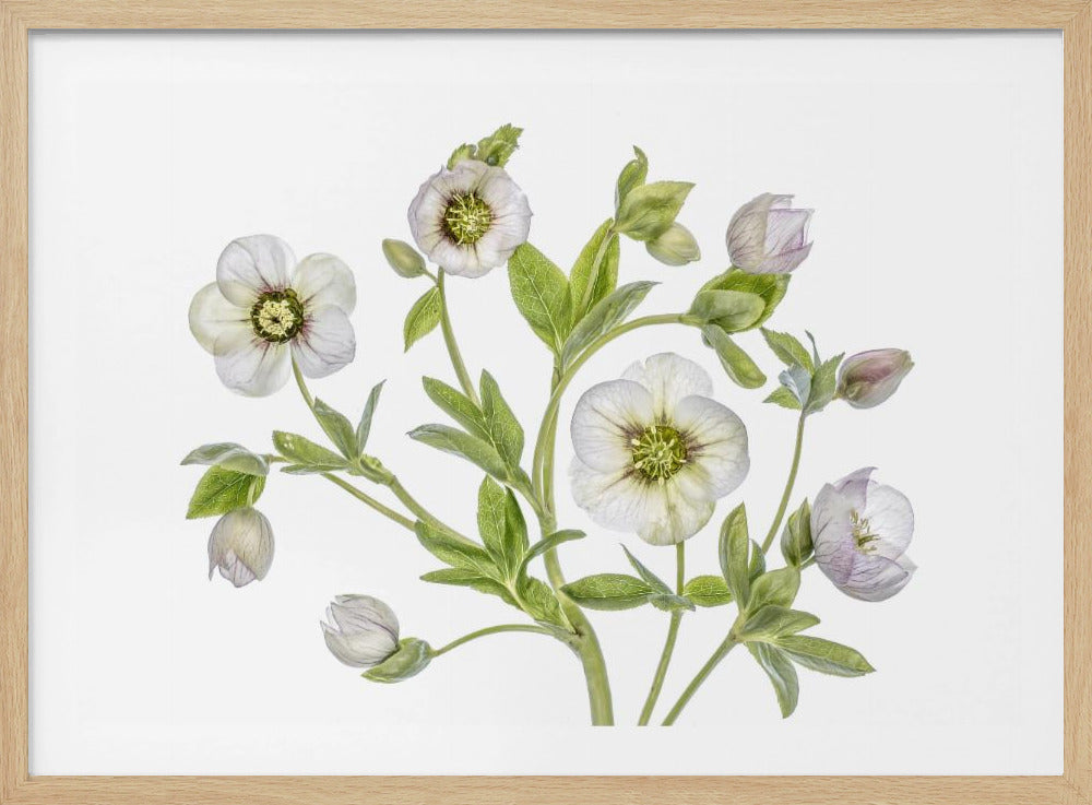 Hellebore | Poster