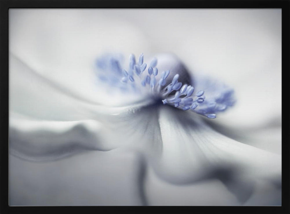 Anemone spirit | Poster