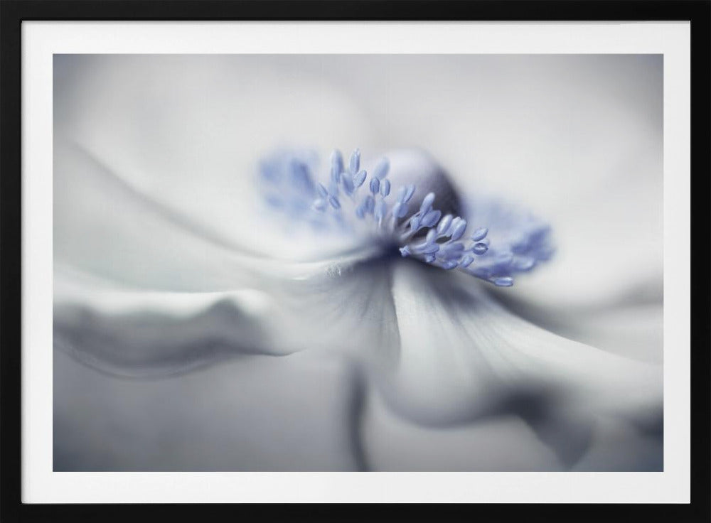 Anemone spirit | Poster