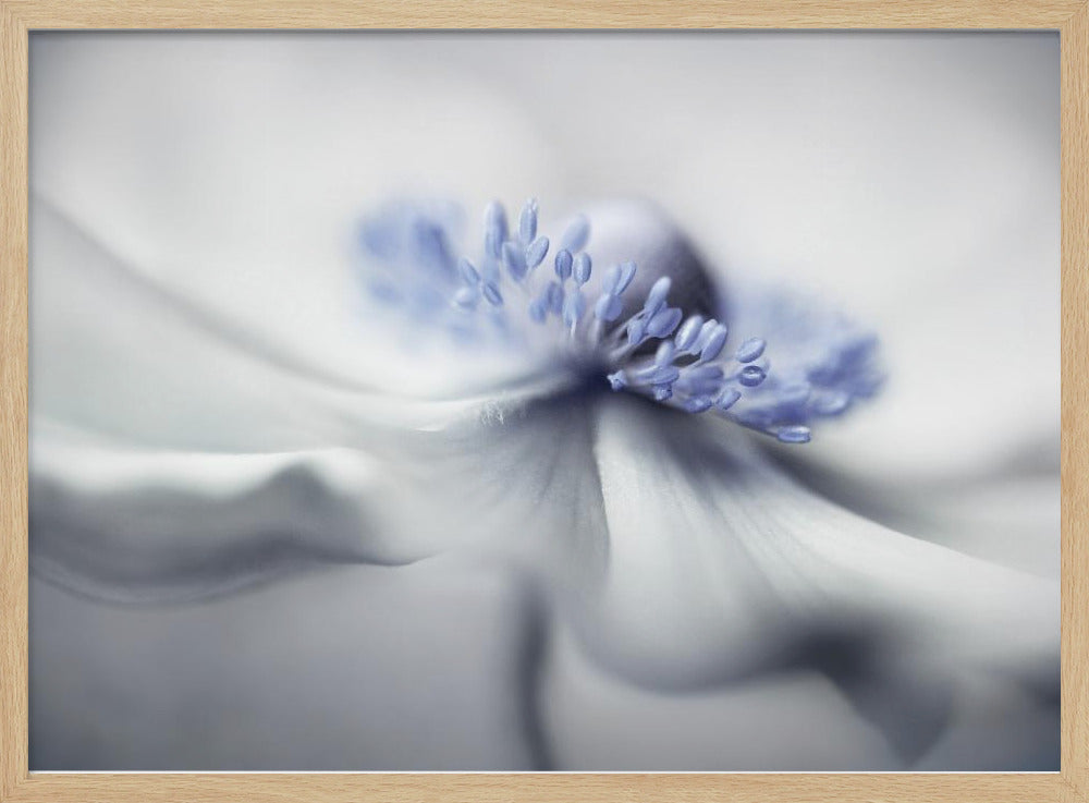Anemone spirit | Poster