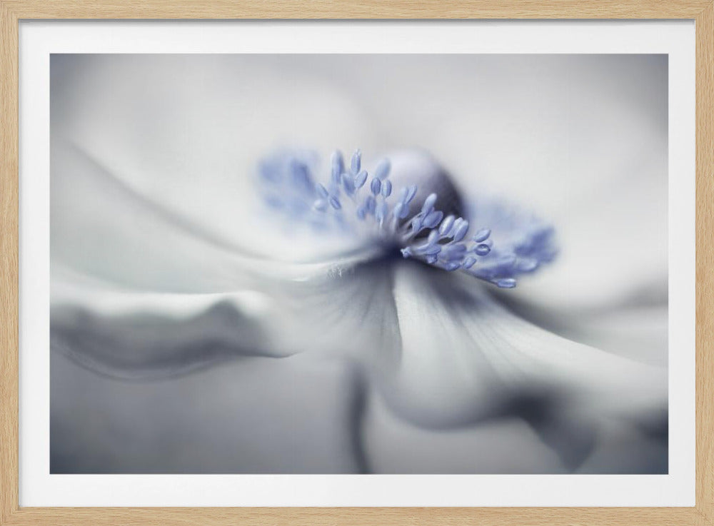 Anemone spirit | Poster