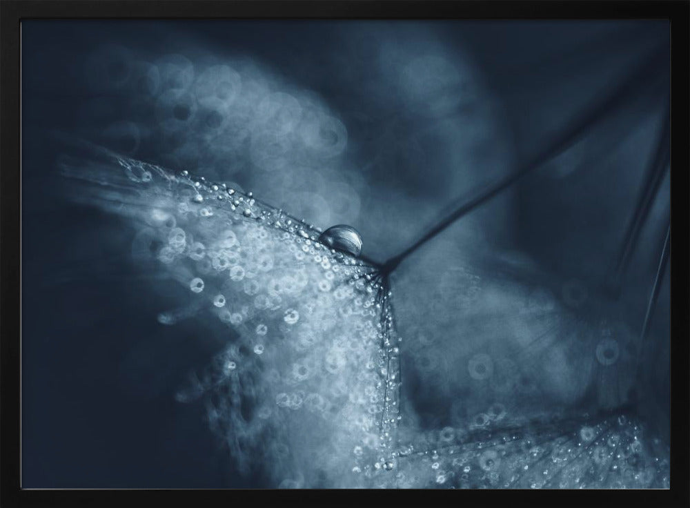 Blue dandelions | Poster