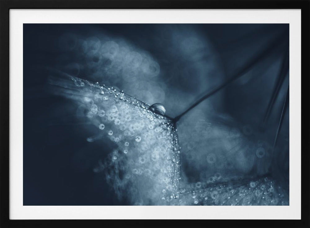 Blue dandelions | Poster