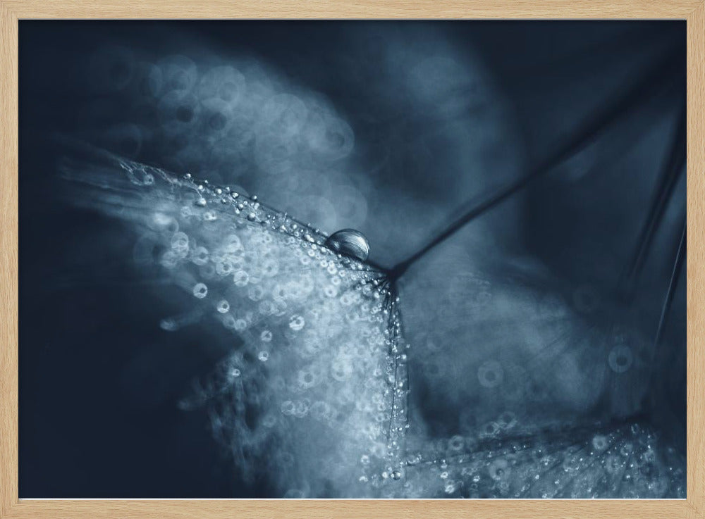 Blue dandelions | Poster