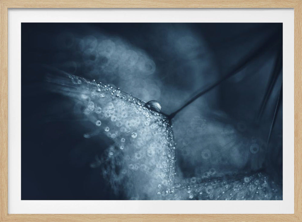 Blue dandelions | Poster