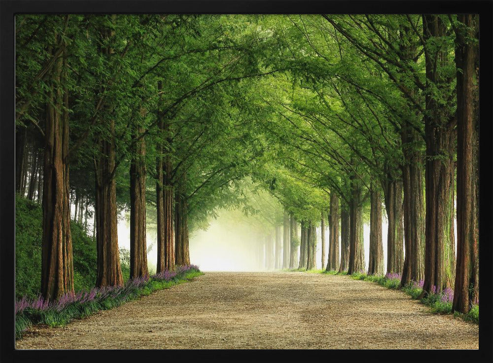 Metasequoia Road | Poster