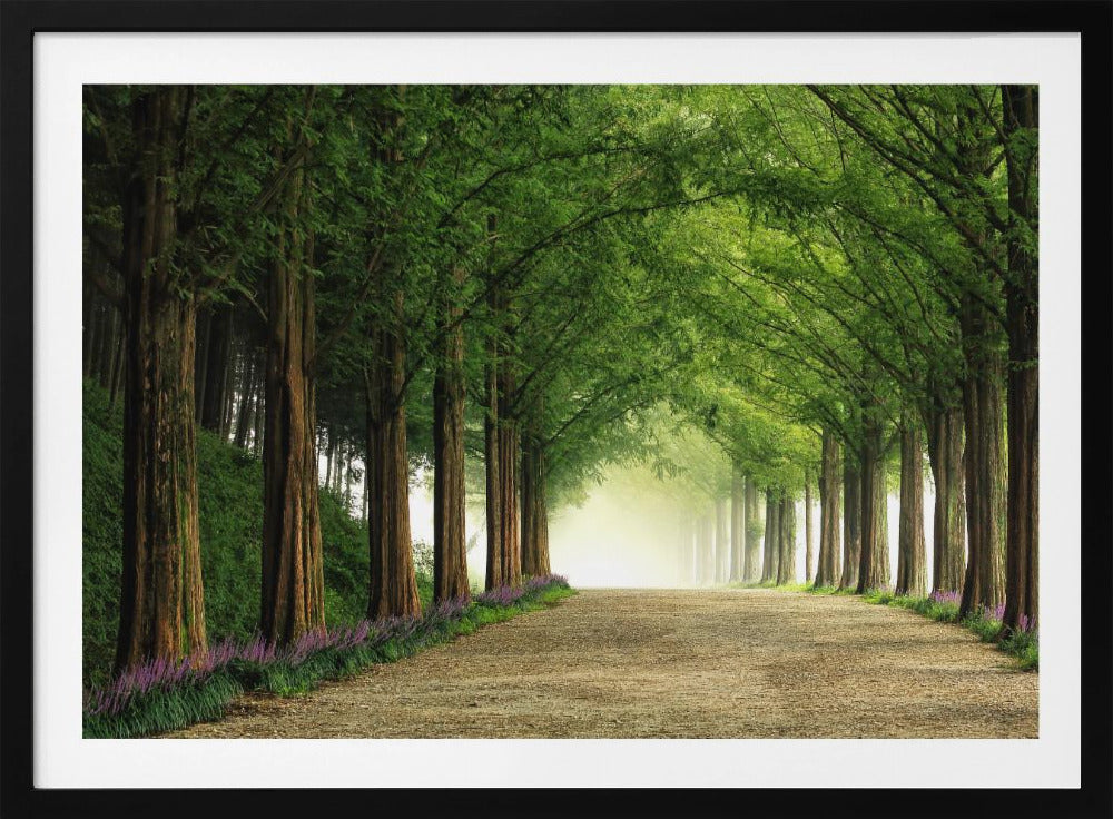 Metasequoia Road | Poster