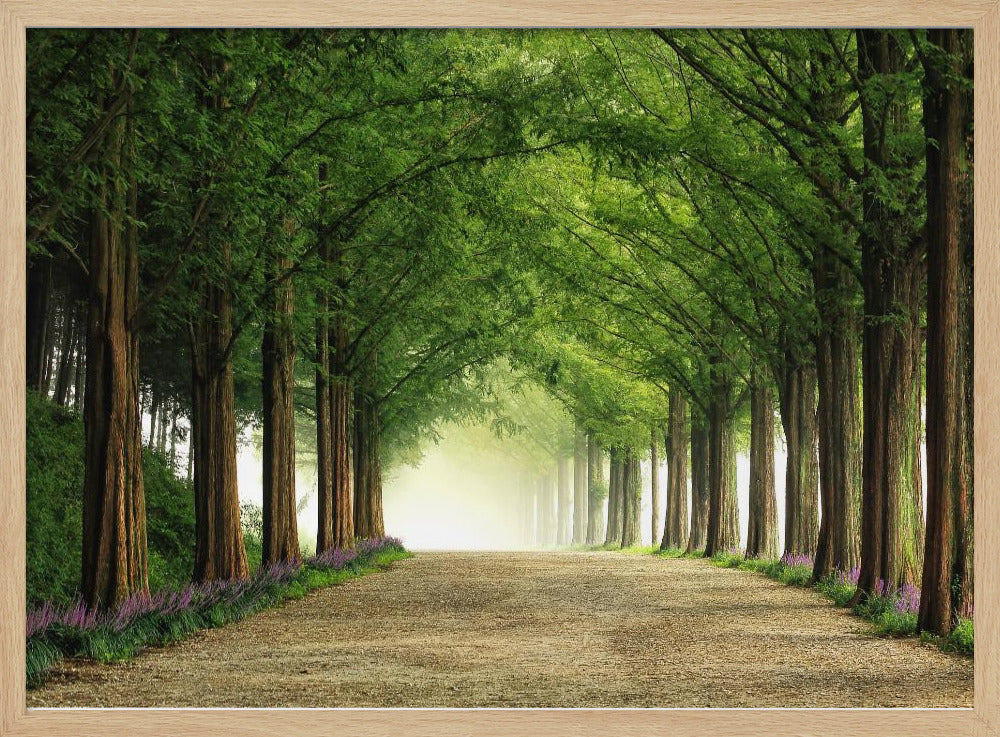 Metasequoia Road | Poster