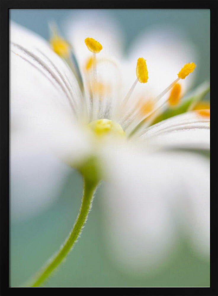 Stitchwort surprise | Poster