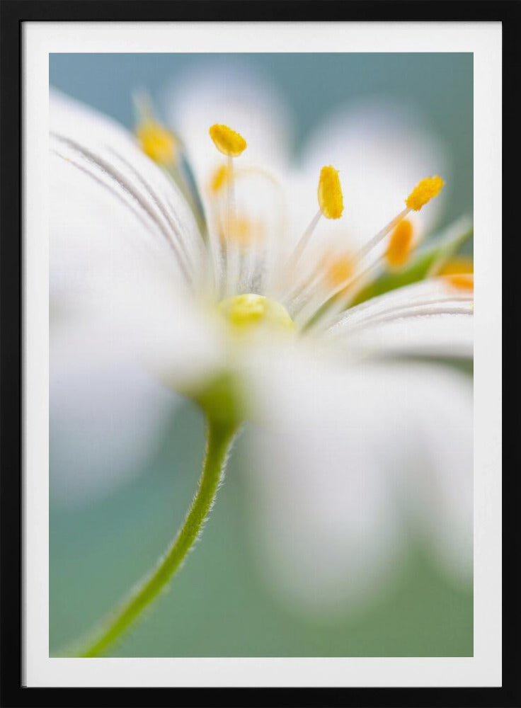 Stitchwort surprise | Poster