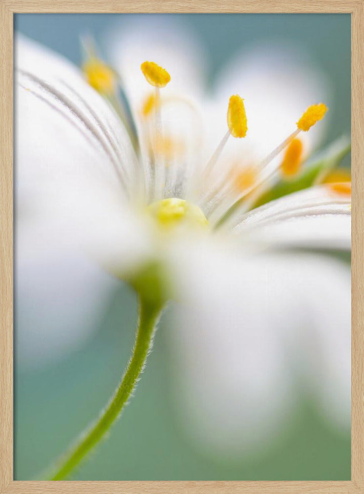 Stitchwort surprise | Poster