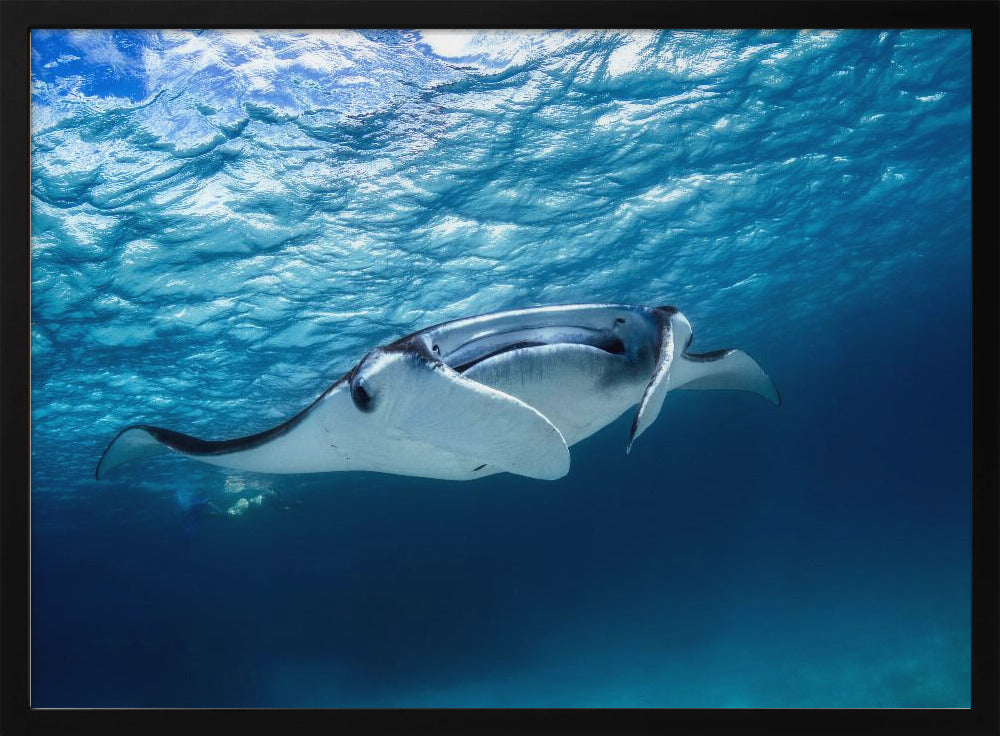 Manta ray | Poster
