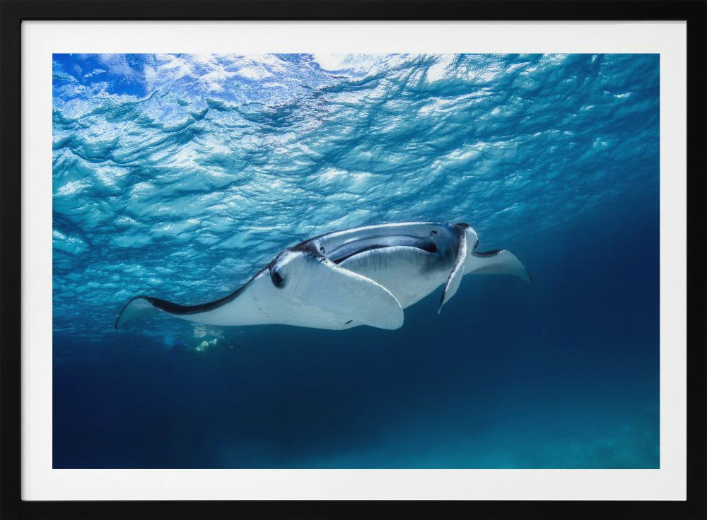 Manta ray | Poster