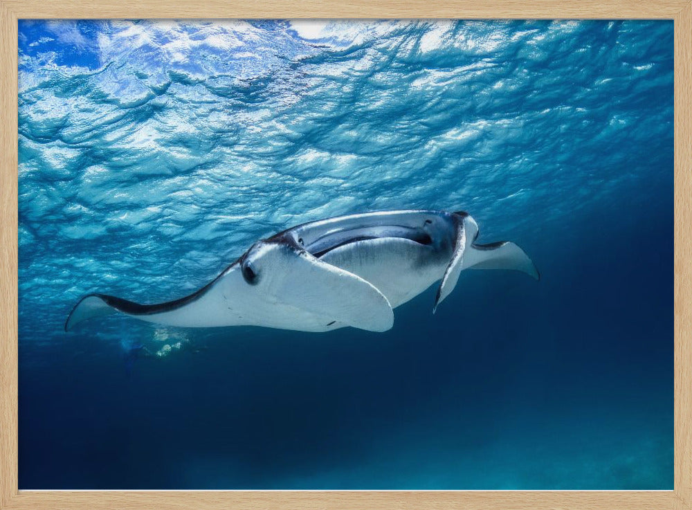 Manta ray | Poster