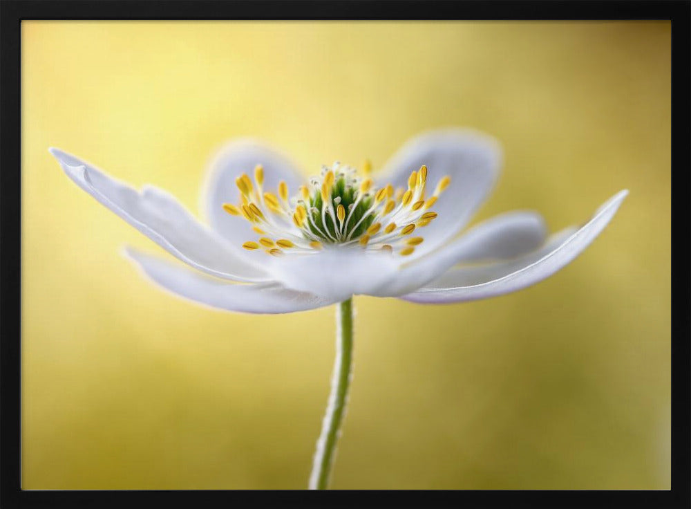 Wood Anemone | Poster