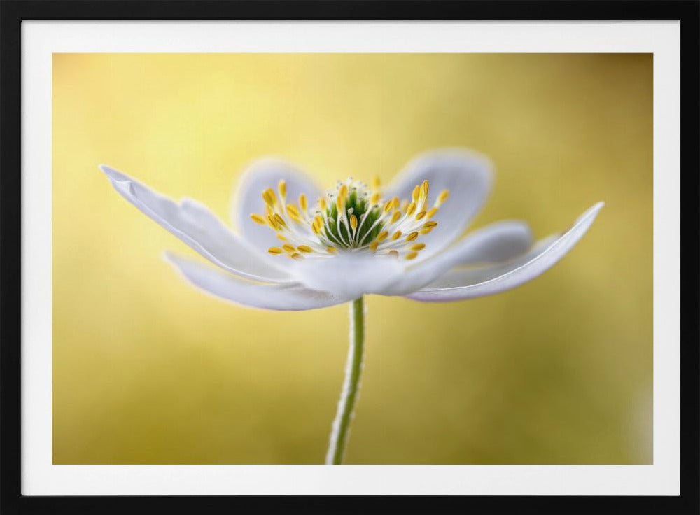 Wood Anemone | Poster
