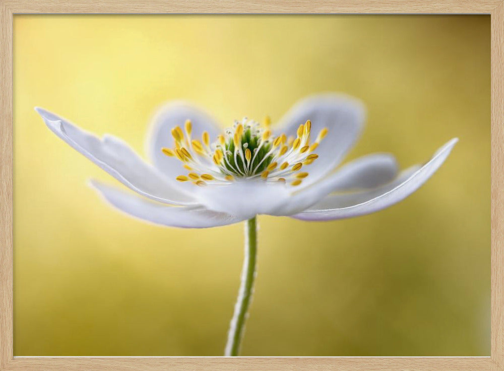 Wood Anemone | Poster