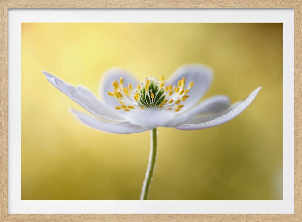 Wood Anemone | Poster
