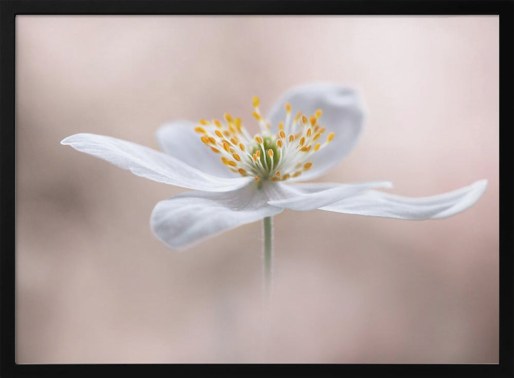 Anemone Nemorosa | Poster