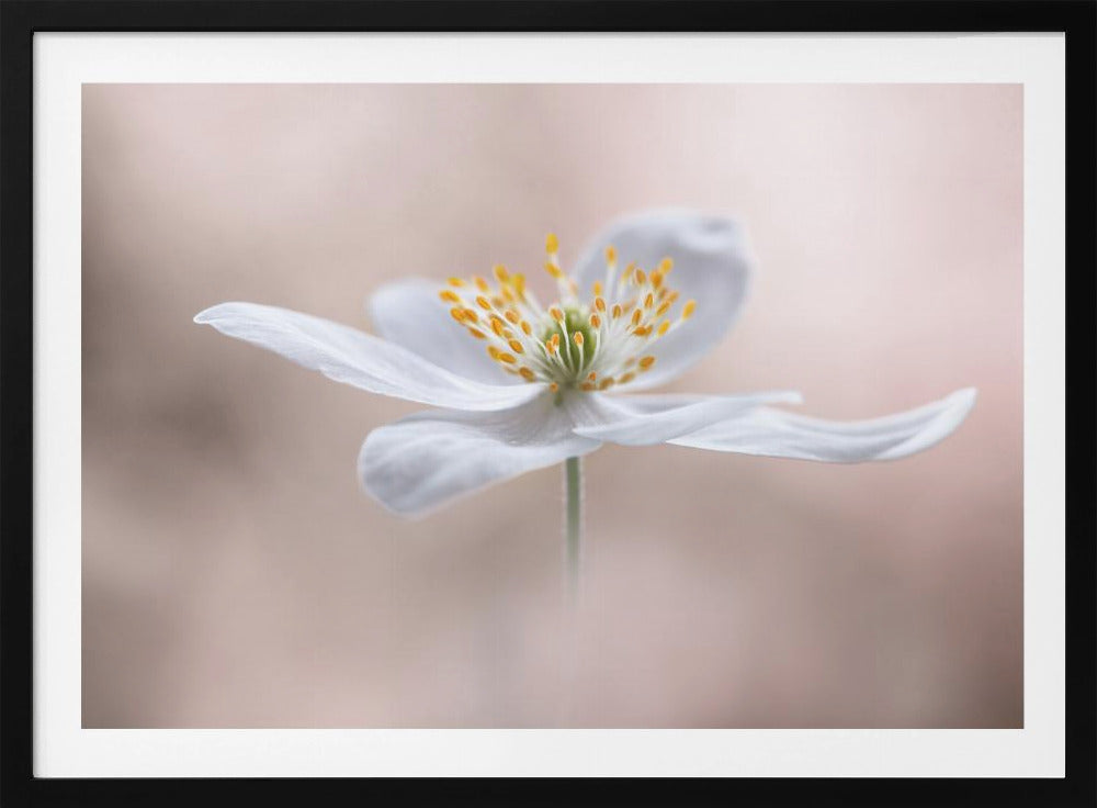 Anemone Nemorosa | Poster