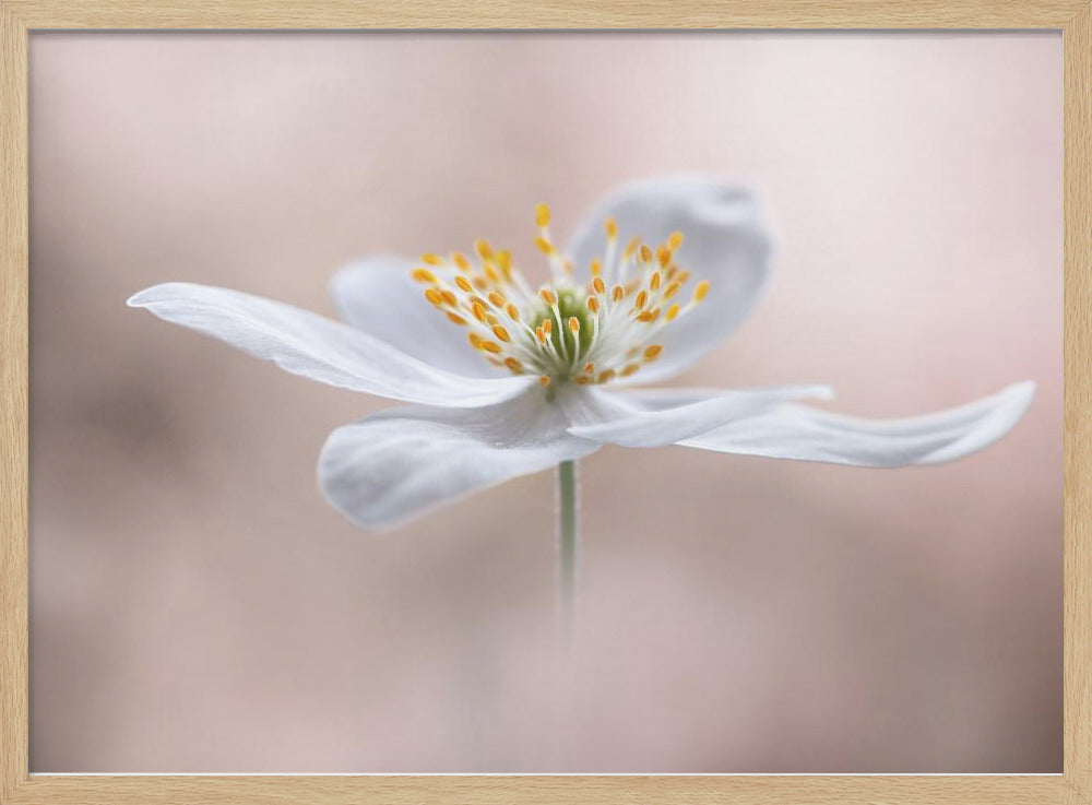 Anemone Nemorosa | Poster