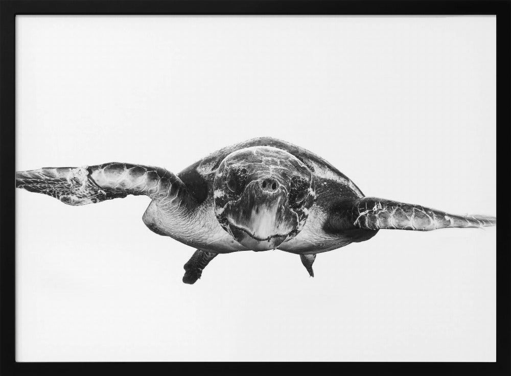 White and turtle | Poster