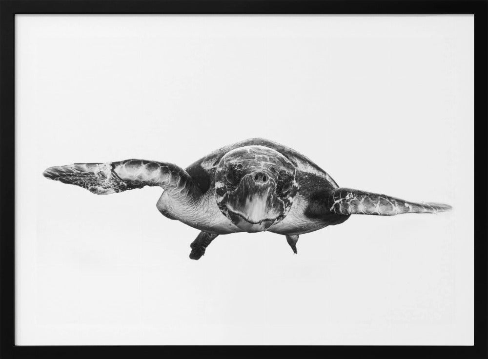 White and turtle | Poster