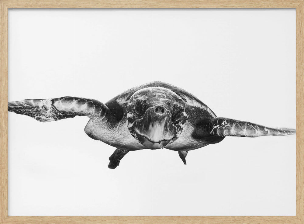 White and turtle | Poster