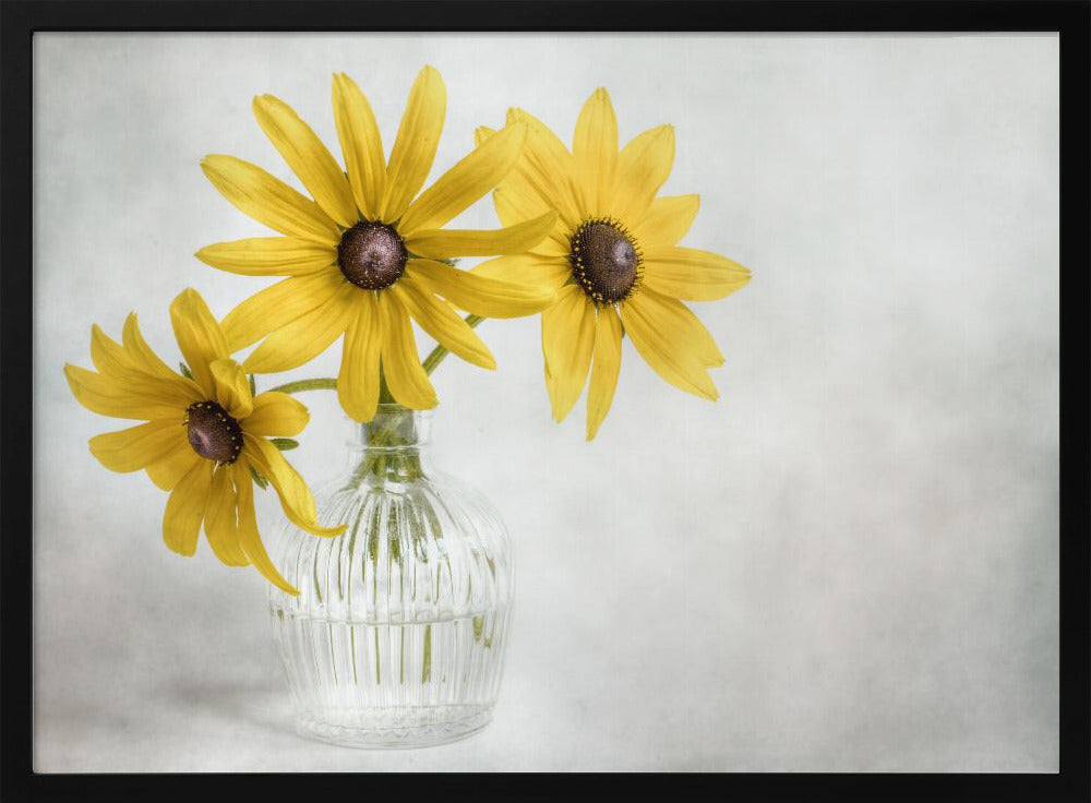Rudbeckia | Poster