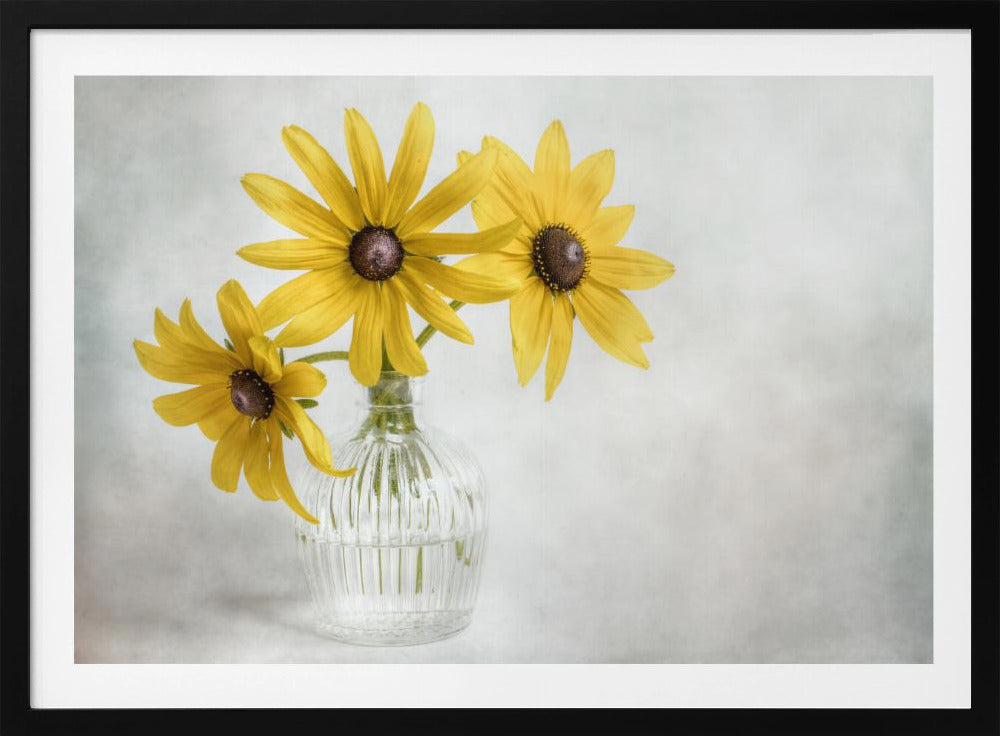 Rudbeckia | Poster