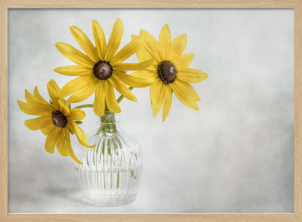 Rudbeckia | Poster
