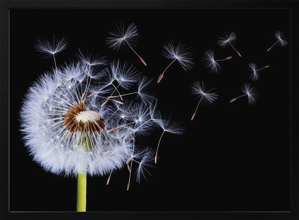 Dandelion Blowing | Poster