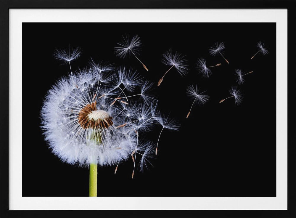 Dandelion Blowing | Poster