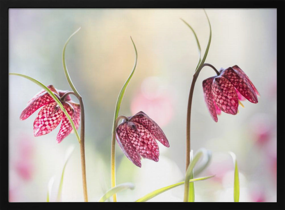 Snakes head Fritillary | Poster