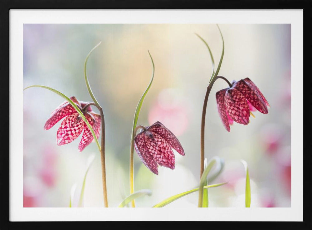 Snakes head Fritillary | Poster