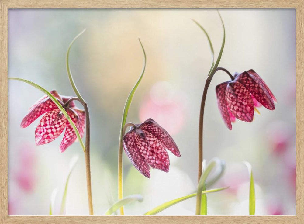 Snakes head Fritillary | Poster
