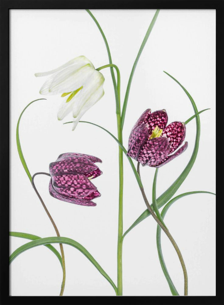 Snakes head Fritillary | Poster
