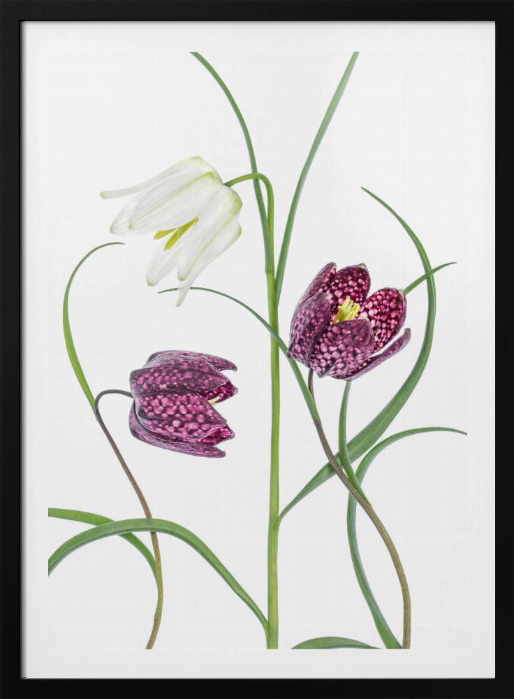 Snakes head Fritillary | Poster