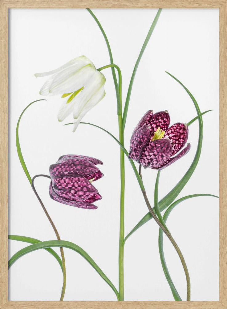 Snakes head Fritillary | Poster