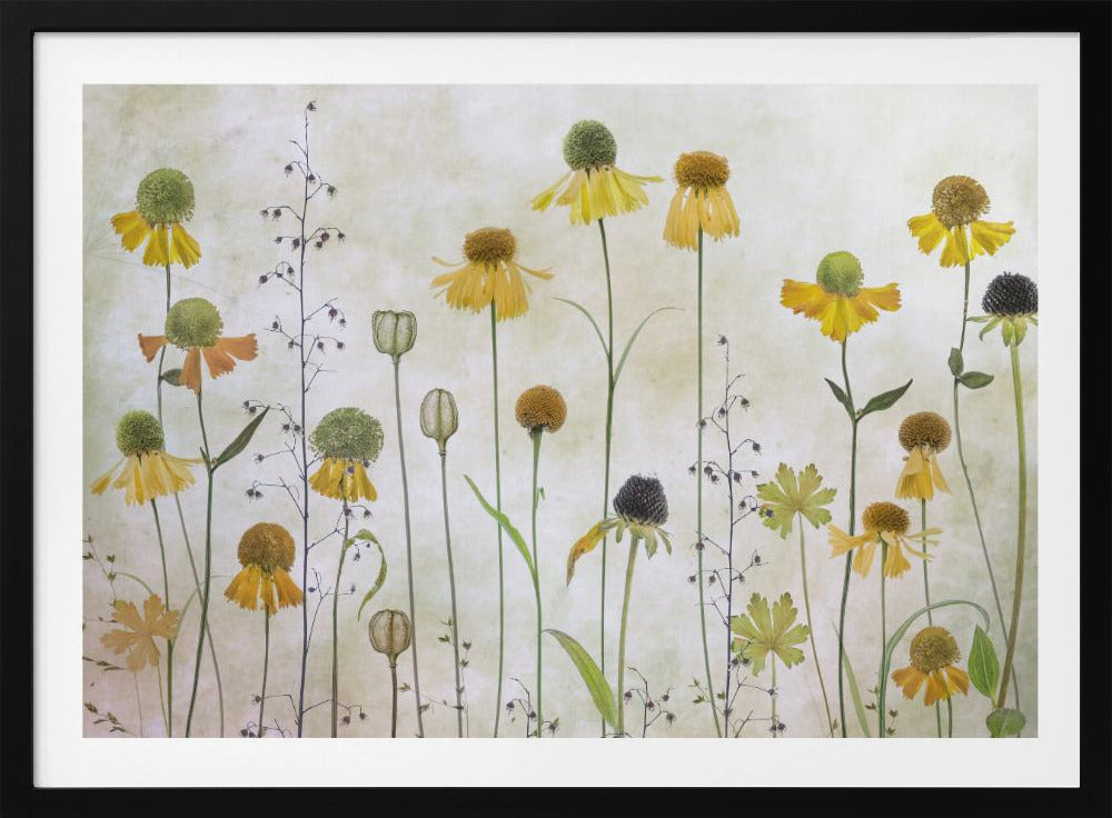 Helenium | Poster