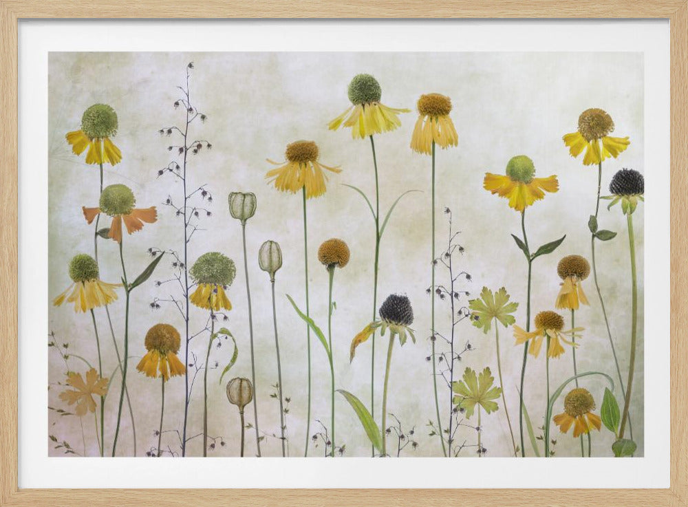 Helenium | Poster