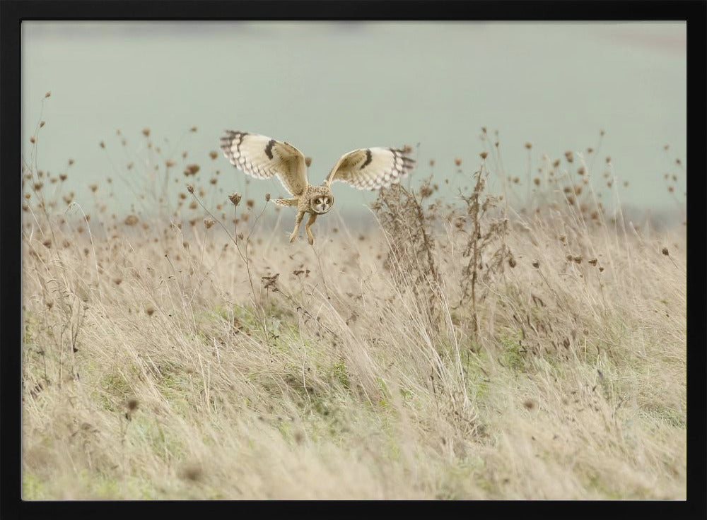 Hunting Short Eared Owl | Poster