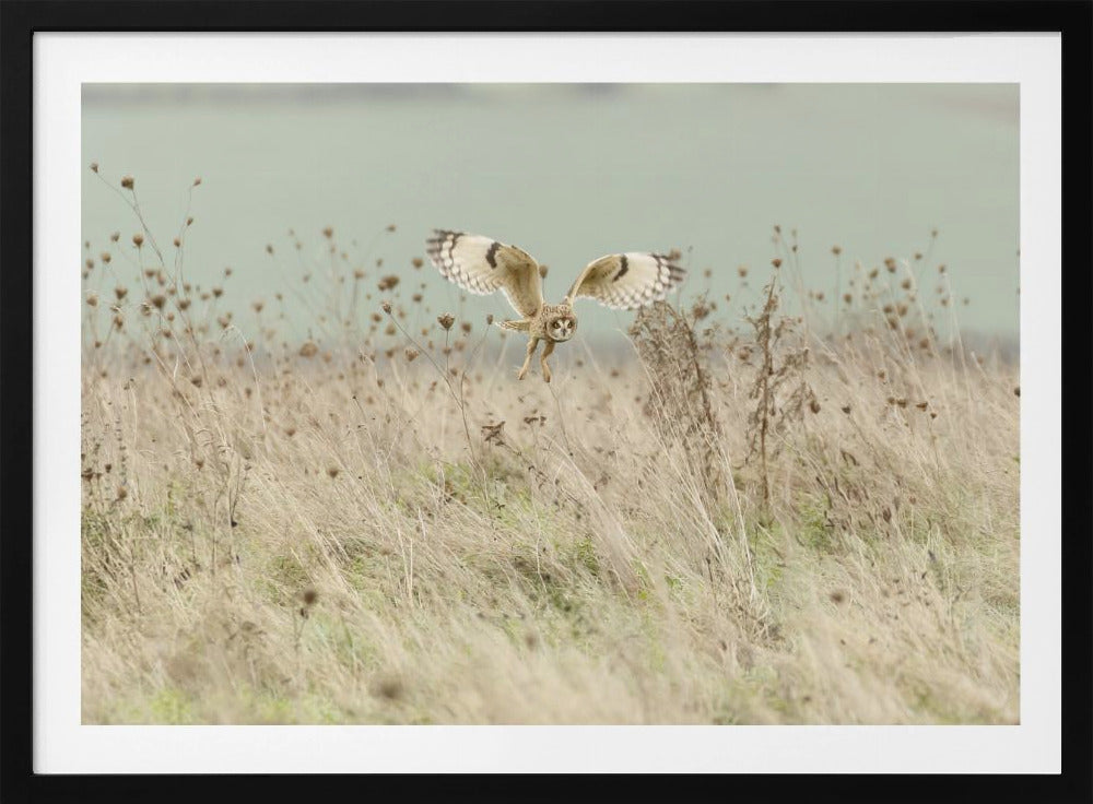 Hunting Short Eared Owl | Poster