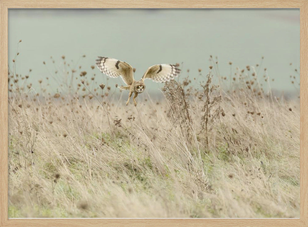 Hunting Short Eared Owl | Poster