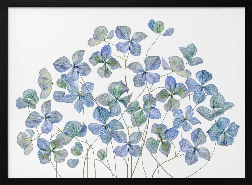 Hydrangea | Poster