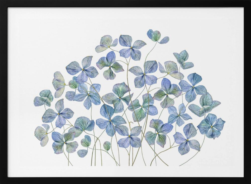 Hydrangea | Poster