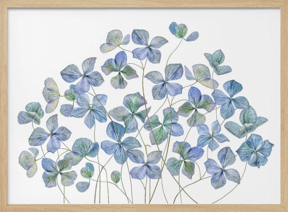 Hydrangea | Poster