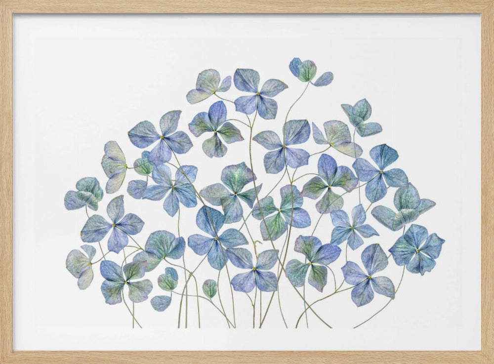 Hydrangea | Poster