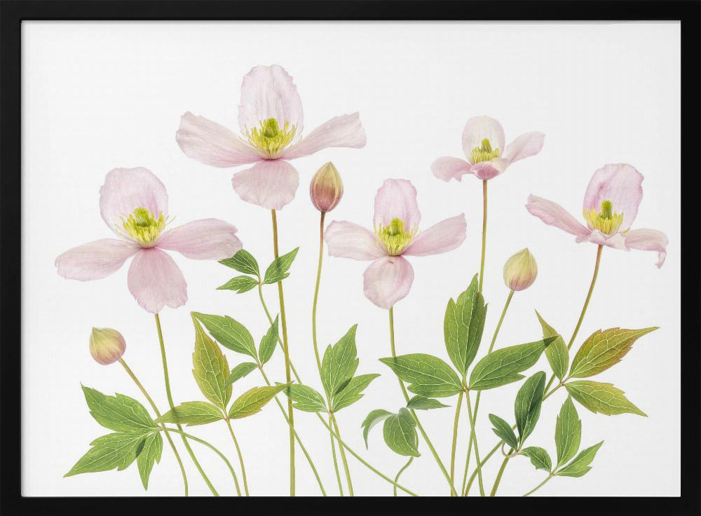 Clematis | Poster
