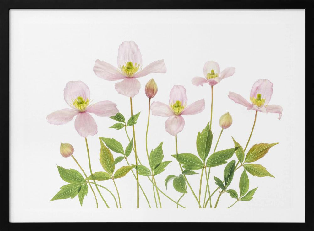 Clematis | Poster